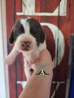 Maui, a male Basset Hound for sale in Mesa, AZ – 10 of 10