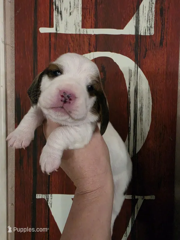 Tigress, a female Basset Hound for sale in Show Low, AZ – 1 of 8