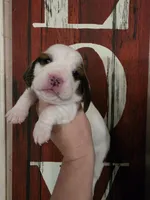 Tigress, a female Basset Hound for sale in Show Low, AZ – 1 of 8