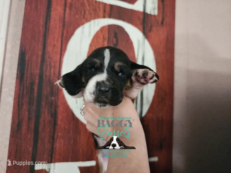Liberty – Basset Hound puppy for sale in Show Low, AZ
