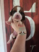 Simea, a female Basset Hound for sale in Mesa, AZ – 5 of 8