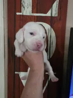 Casca Highbottom lace ears & blue eyes, a male Basset Hound for sale in Show Low, AZ – 7 of 10