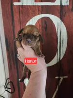 Honor, a female Basset Hound for sale in Show Low, AZ – 1 of 6