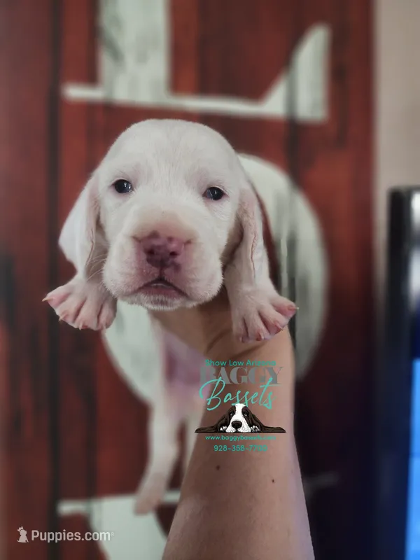 Shining Armor  – Basset Hound puppy for sale in Show Low, AZ
