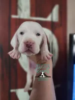 Shining Armor , a male Basset Hound for sale in Show Low, AZ – 1 of 10