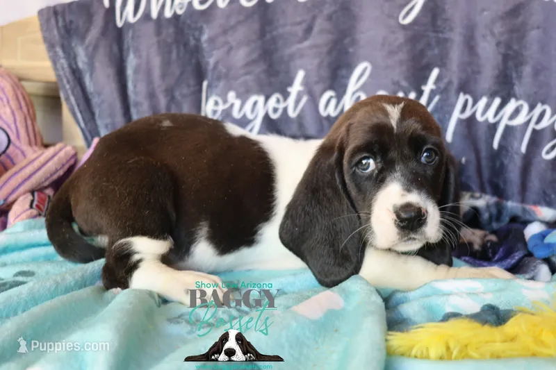 Moana – Basset Hound puppy for sale in Show Low, AZ