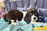 Moana, a female Basset Hound for sale in Show Low, AZ – 1 of 10