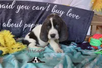 Maui, a male Basset Hound for sale in Mesa, AZ – 6 of 10