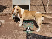 Penny, a female Basset Hound for sale in Mesa, AZ – 5 of 6