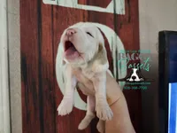 Cadence , a male Basset Hound for sale in Show Low, AZ – 4 of 10