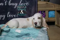 Celestia blue eyes & lace ear, a female Basset Hound for sale in Show Low, AZ – 10 of 10