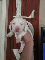 Lucky Flickerman lace ears& blue eyes, a male Basset Hound for sale in Show Low, AZ – 4 of 10