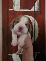 Volumia, a female Basset Hound for sale in Show Low, AZ – 2 of 8