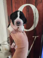 Allie, a female Basset Hound for sale in Show Low, AZ – 2 of 6