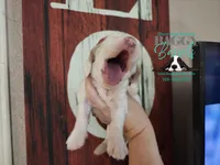 Cadence , a male Basset Hound for sale in Show Low, AZ – 7 of 10