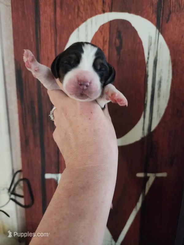Fidel – Basset Hound puppy for sale in Show Low, AZ