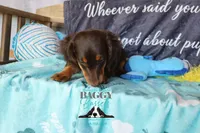 Penny, a female Miniature Dachshund for sale in Mesa, AZ – 2 of 10