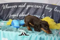 Penny, a female Miniature Dachshund for sale in Mesa, AZ – 9 of 10