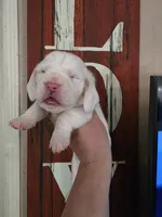 Lucky Flickerman lace ears& blue eyes, a male Basset Hound for sale in Show Low, AZ – 8 of 10