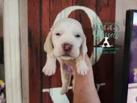 Celestia, a female Basset Hound for sale in Show Low, AZ – 3 of 8