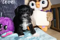 Duke, a male Miniature Schnauzer and Cavalier King Charles Spaniel for sale in Show Low, AZ – 4 of 5