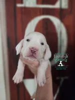 Shining Armor , a male Basset Hound for sale in Show Low, AZ – 7 of 10