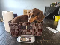 Lilly, a female Miniature Dachshund for sale in Show Low, AZ – 4 of 4
