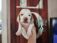 Twilight, a female Basset Hound for sale in Show Low, AZ – 3 of 10
