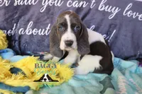 Maui, a male Basset Hound for sale in Mesa, AZ – 5 of 10