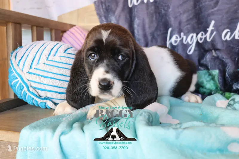 Moana – Basset Hound puppy for sale in Show Low, AZ
