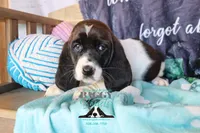 Moana, a female Basset Hound for sale in Show Low, AZ – 7 of 10