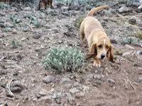 Nala, a female Basset Hound for sale in Mesa, AZ – 2 of 10