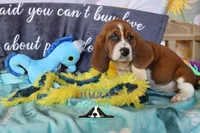 Simea, a female Basset Hound for sale in Mesa, AZ – 5 of 10