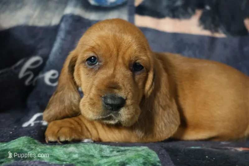 Honor – Basset Hound puppy for sale in Show Low, AZ