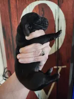 Patriot, a male Basset Hound for sale in Show Low, AZ – 8 of 8
