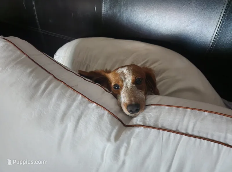 Ginny – Miniature Dachshund puppy for sale in Show Low, AZ
