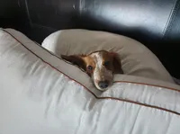Ginny, a female Miniature Dachshund for sale in Show Low, AZ – 1 of 7