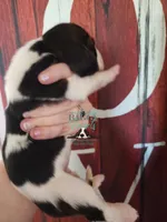 Sina, a female Basset Hound for sale in Mesa, AZ – 5 of 8