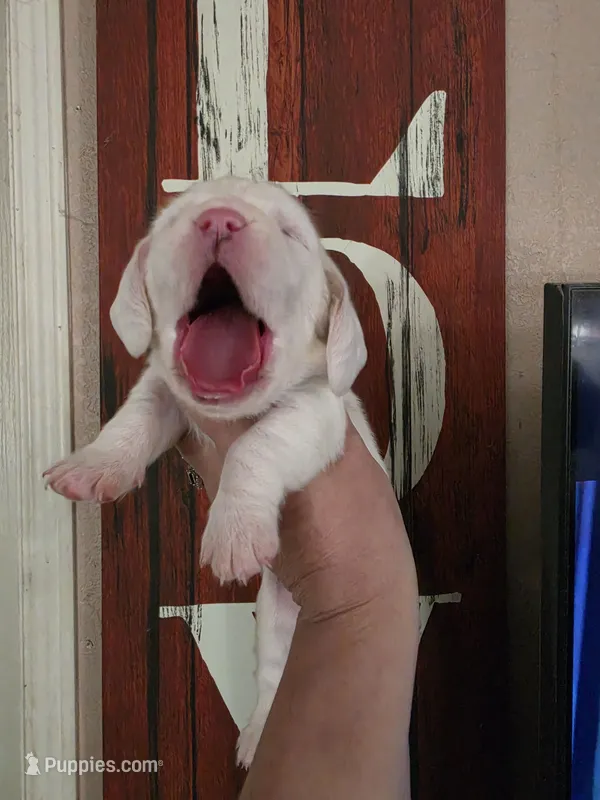 Lucky Flickerman lace ears& blue eyes, a male Basset Hound for sale in Show Low, AZ – 1 of 10