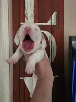 Lucky Flickerman lace ears& blue eyes, a male Basset Hound for sale in Show Low, AZ – 1 of 10