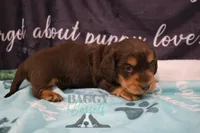 Curious George , a male Miniature Dachshund for sale in Mesa, AZ – 3 of 10