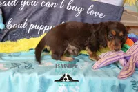 Curious George , a male Miniature Dachshund for sale in Mesa, AZ – 9 of 10