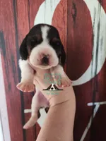 Sina, a female Basset Hound for sale in Mesa, AZ – 3 of 8