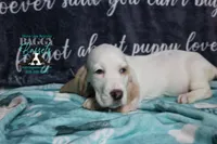 Celestia blue eyes & lace ear, a female Basset Hound for sale in Show Low, AZ – 7 of 10
