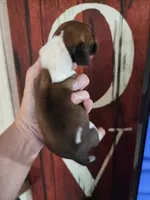 Dawn, a female Basset Hound for sale in Show Low, AZ – 5 of 5
