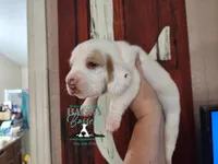 Discord, a male Basset Hound for sale in Show Low, AZ – 4 of 9