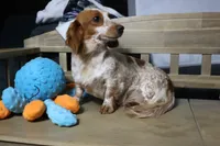 Ginny, a female Miniature Dachshund for sale in Show Low, AZ – 5 of 7