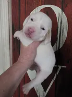Casca Highbottom lace ears & blue eyes, a male Basset Hound for sale in Show Low, AZ – 6 of 10