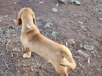 Nala, a female Basset Hound for sale in Mesa, AZ – 7 of 10