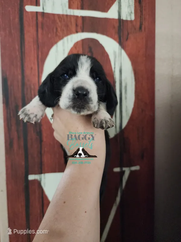 Hero – Basset Hound puppy for sale in Show Low, AZ